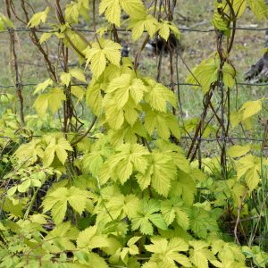 Hops - Bianca - Gold
