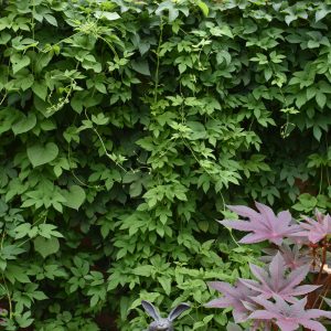 Hops Common - Green