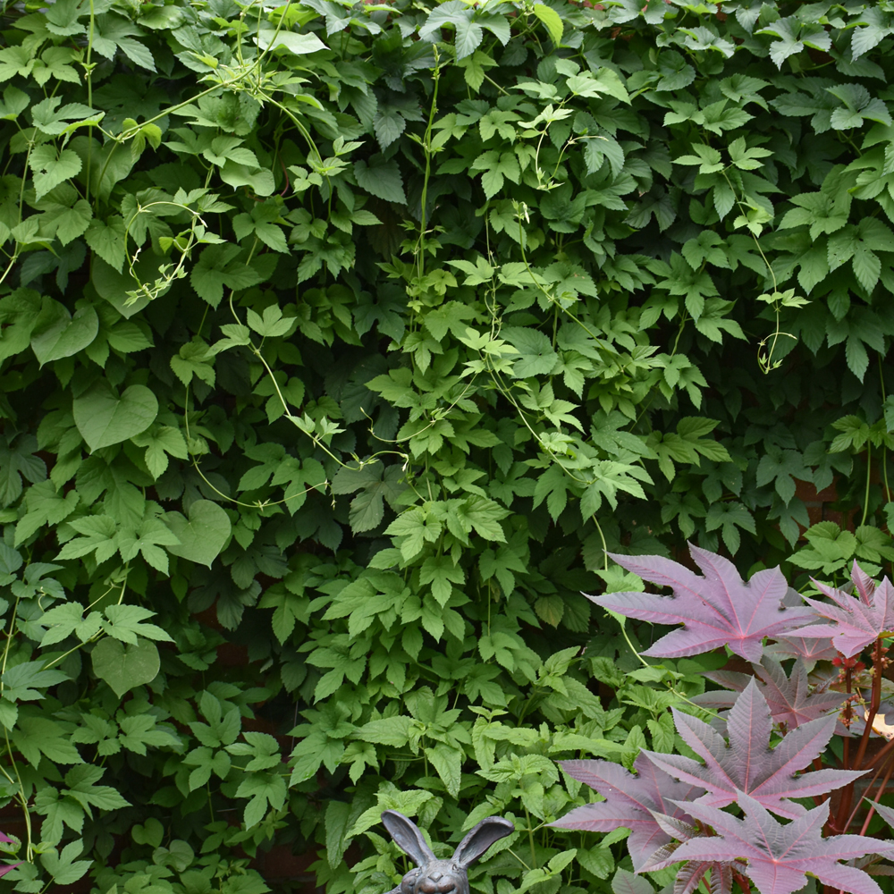 Hops Common - Green