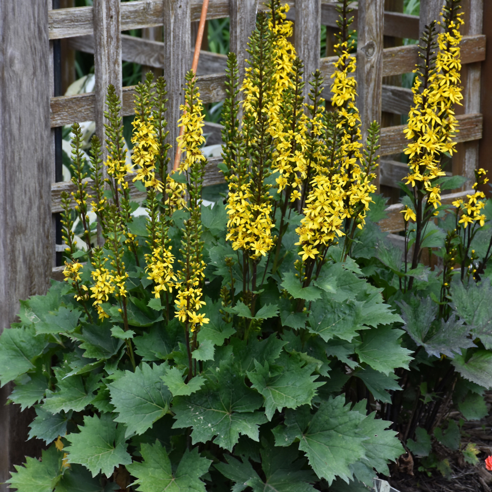 Ligularia - Little Rocket - Yellow