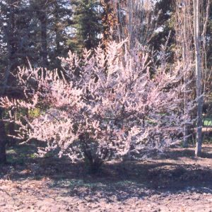 Nanking Cherry