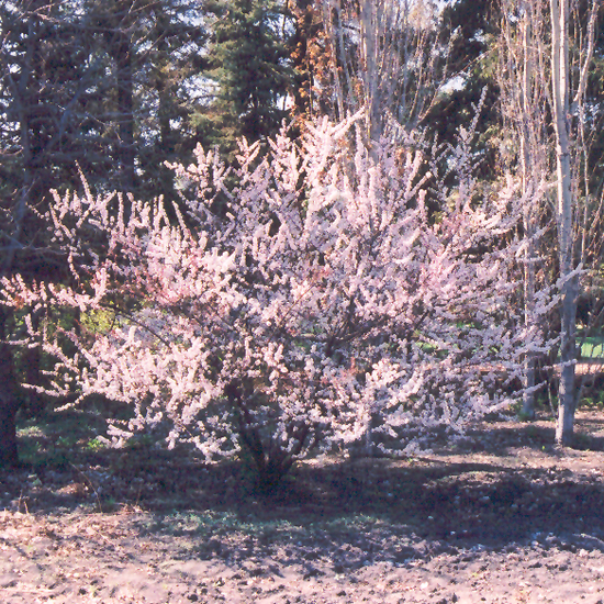 Nanking Cherry