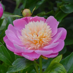 Peony Bowl of Beauty - Pink/Yellow