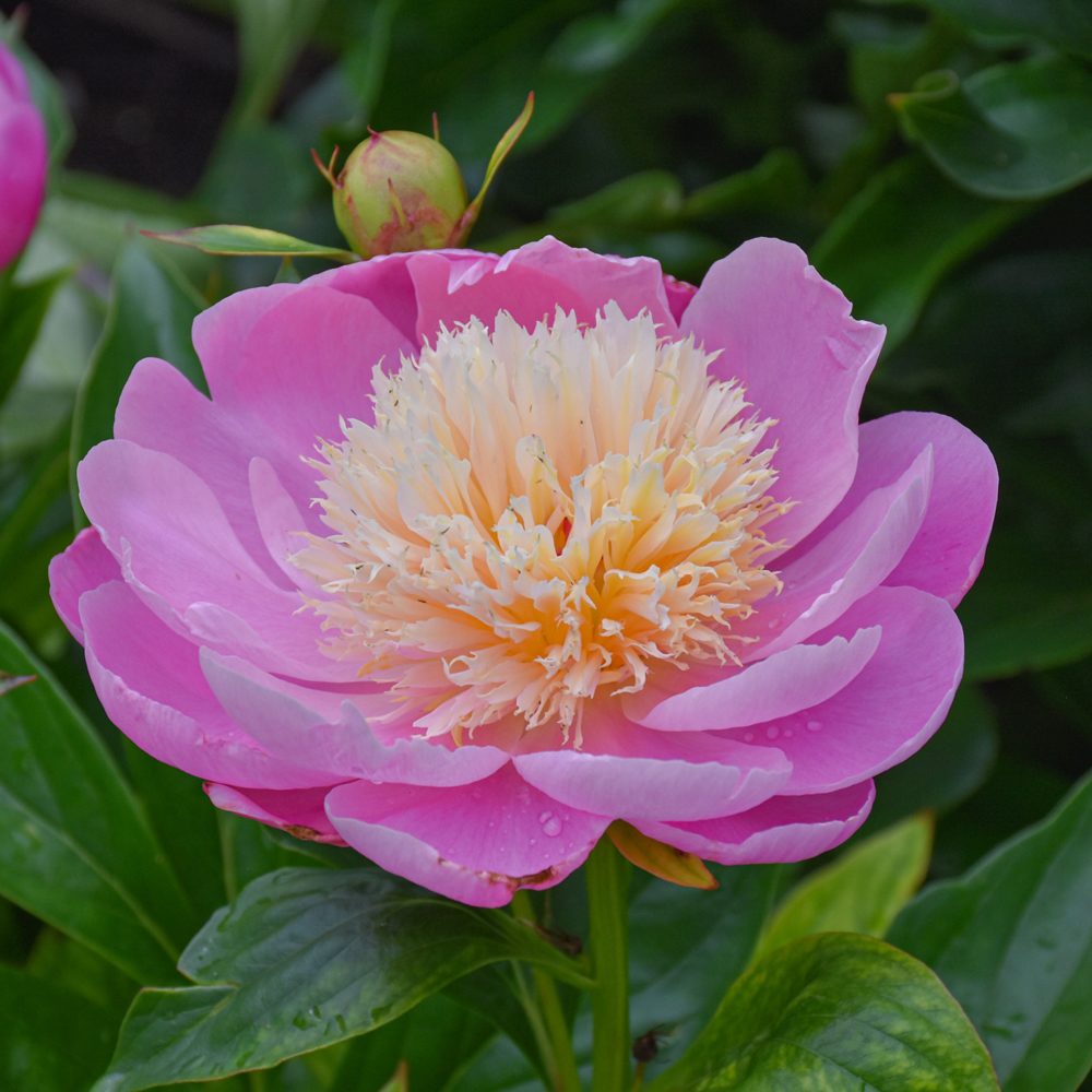 Peony Bowl of Beauty - Pink/Yellow