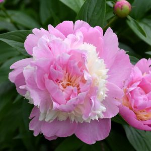 Peony Sorbet - Pink/White