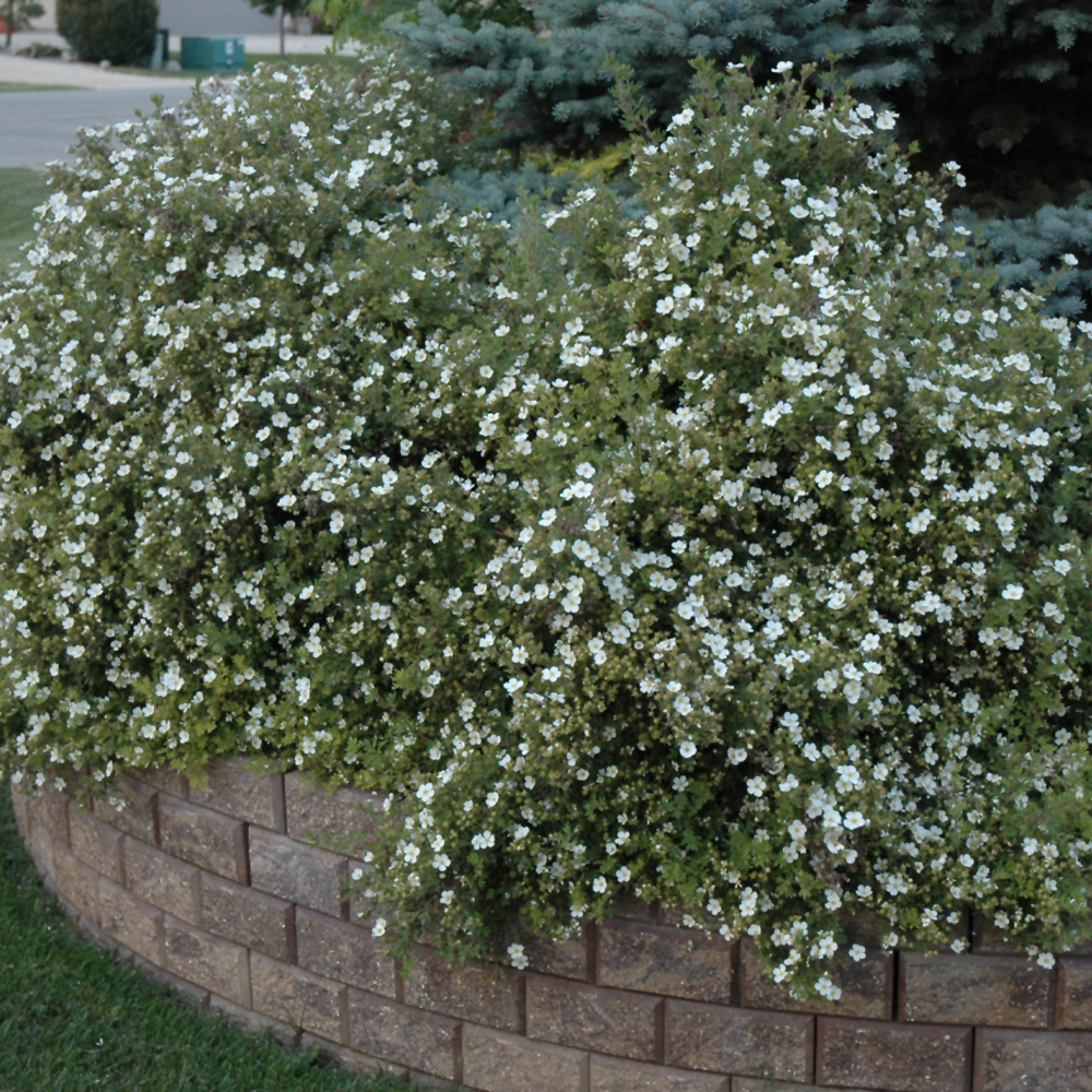 Potentilla Abbotswood - White