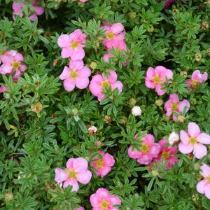 Potentilla Bella Bellissima Dk Pink