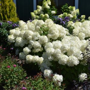 Puffer Fish® Hydrangea (PW)