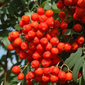 Pyramidal Mountain Ash