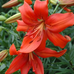 Tiger Lily - Red
