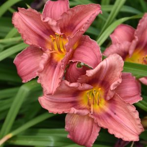 Rosy Returns Daylily