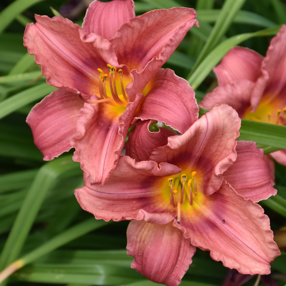 Rosy Returns Daylily