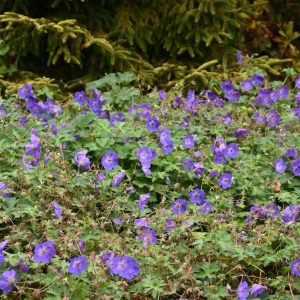 Rozanne Cranesbill