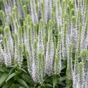 Speedwell - Snow Candles White