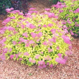 Spirea Goldmound