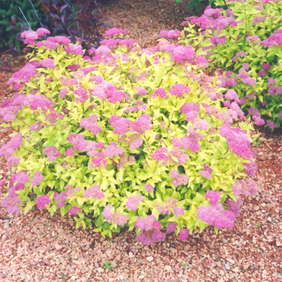 Spirea Goldmound