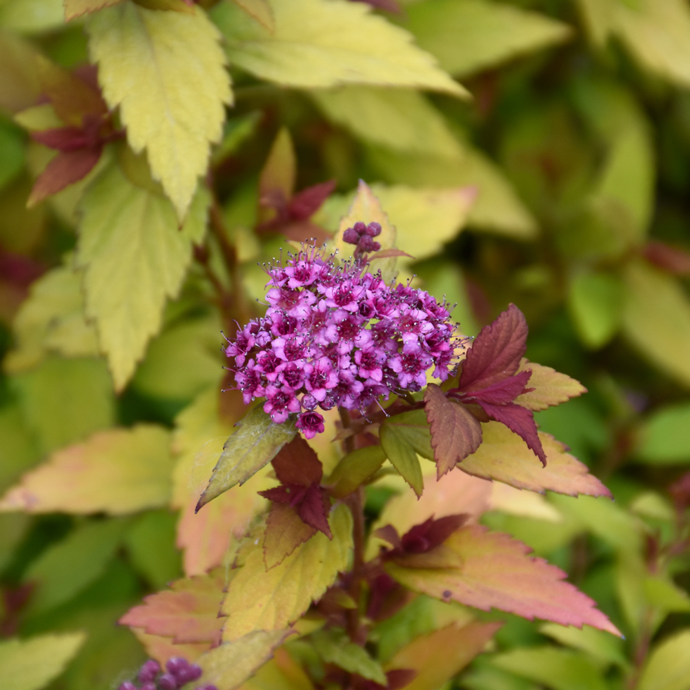 Spirea - Rainbow Fizz