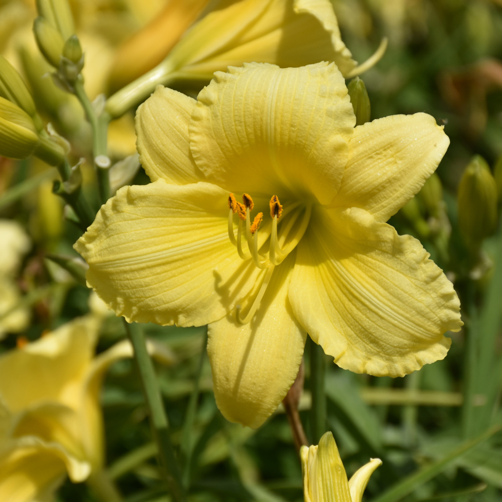 Stella Supreme Daylily