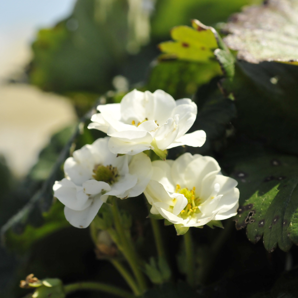 Strawberry June-Bearing - White