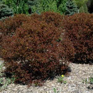 Summer Wine® Ninebark (PW)