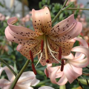 Tiger Lily - Pink