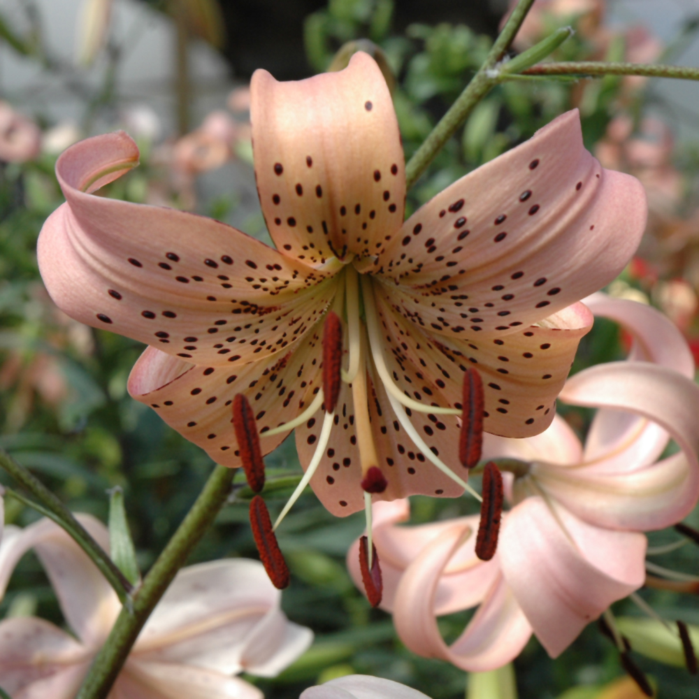 Tiger Lily - Pink