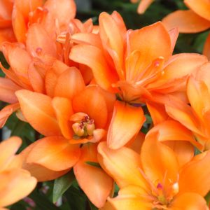 Tiny Double You Asiatic Lily