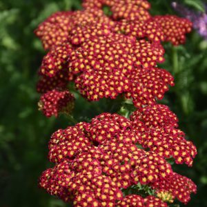 Yarrow - Strawberry Seduction Red