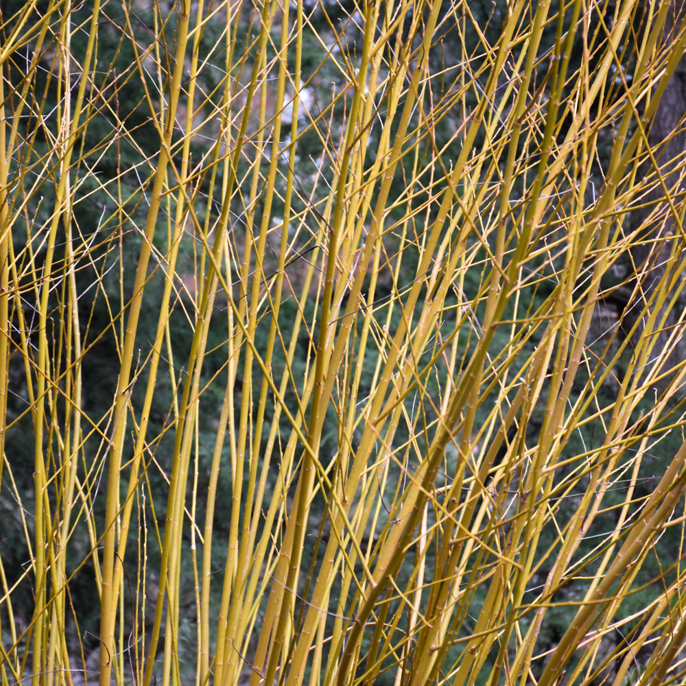 Golden Willow - Image 2